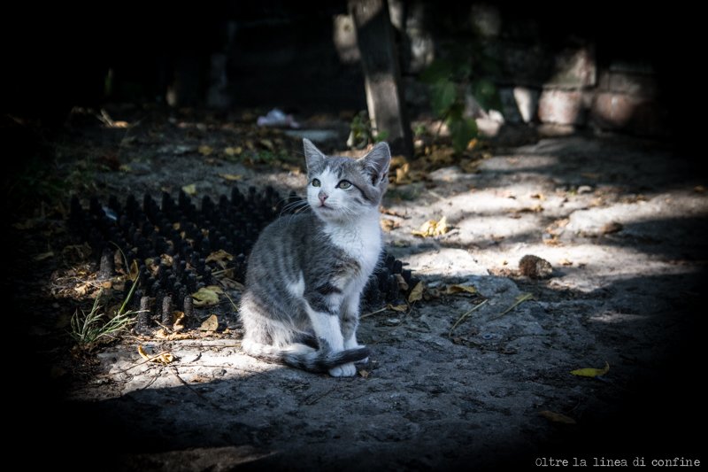 cat-gatto-parishev-chernobyl