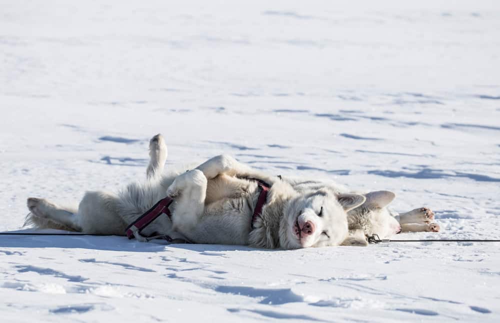 Slitta Cani Tromso